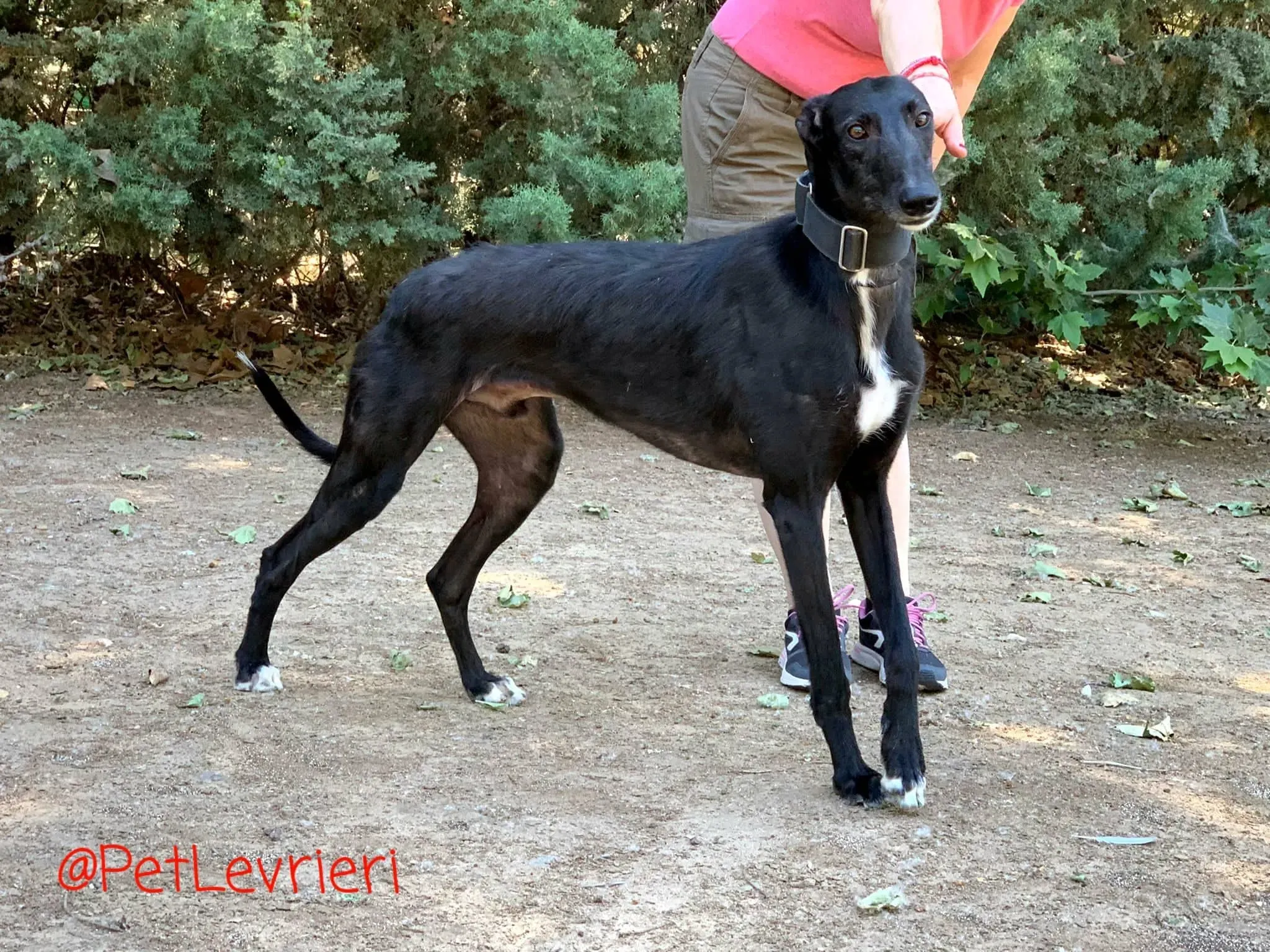 Fulgencio adozione levrieri galgo 10