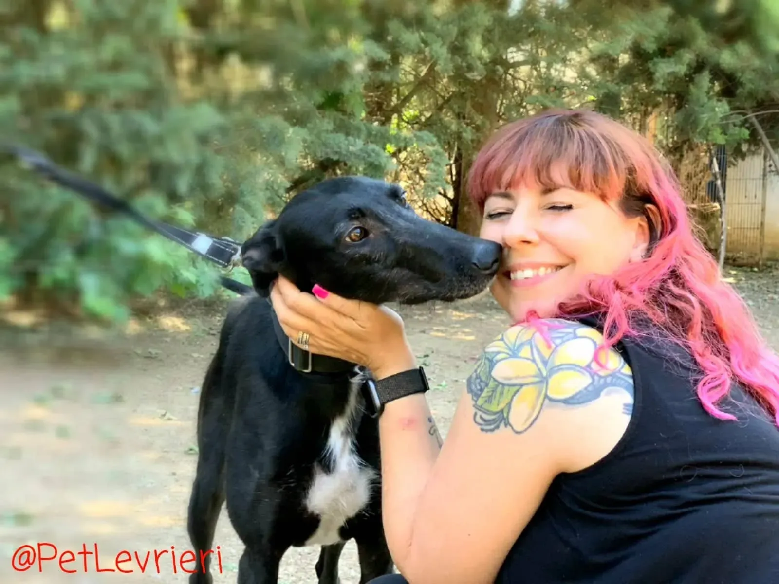 Fulgencio adozione levrieri galgo 11