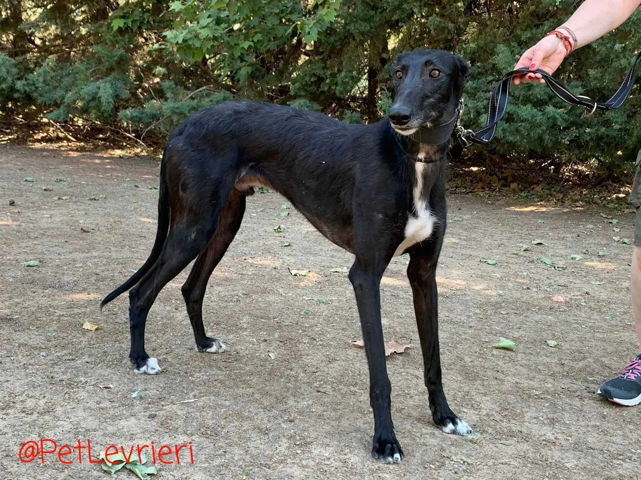 Fulgencio adozione levrieri galgo 12