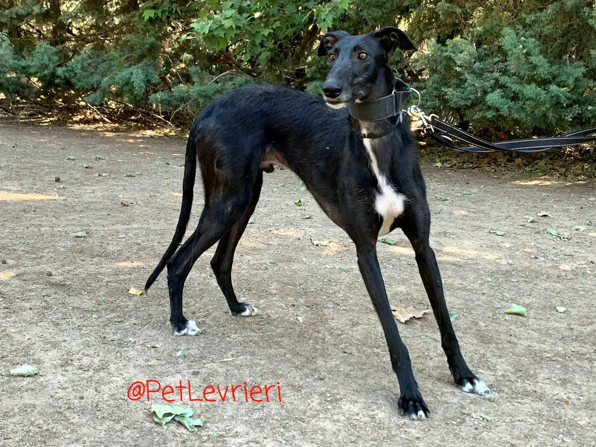 Fulgencio adozione levrieri galgo 13
