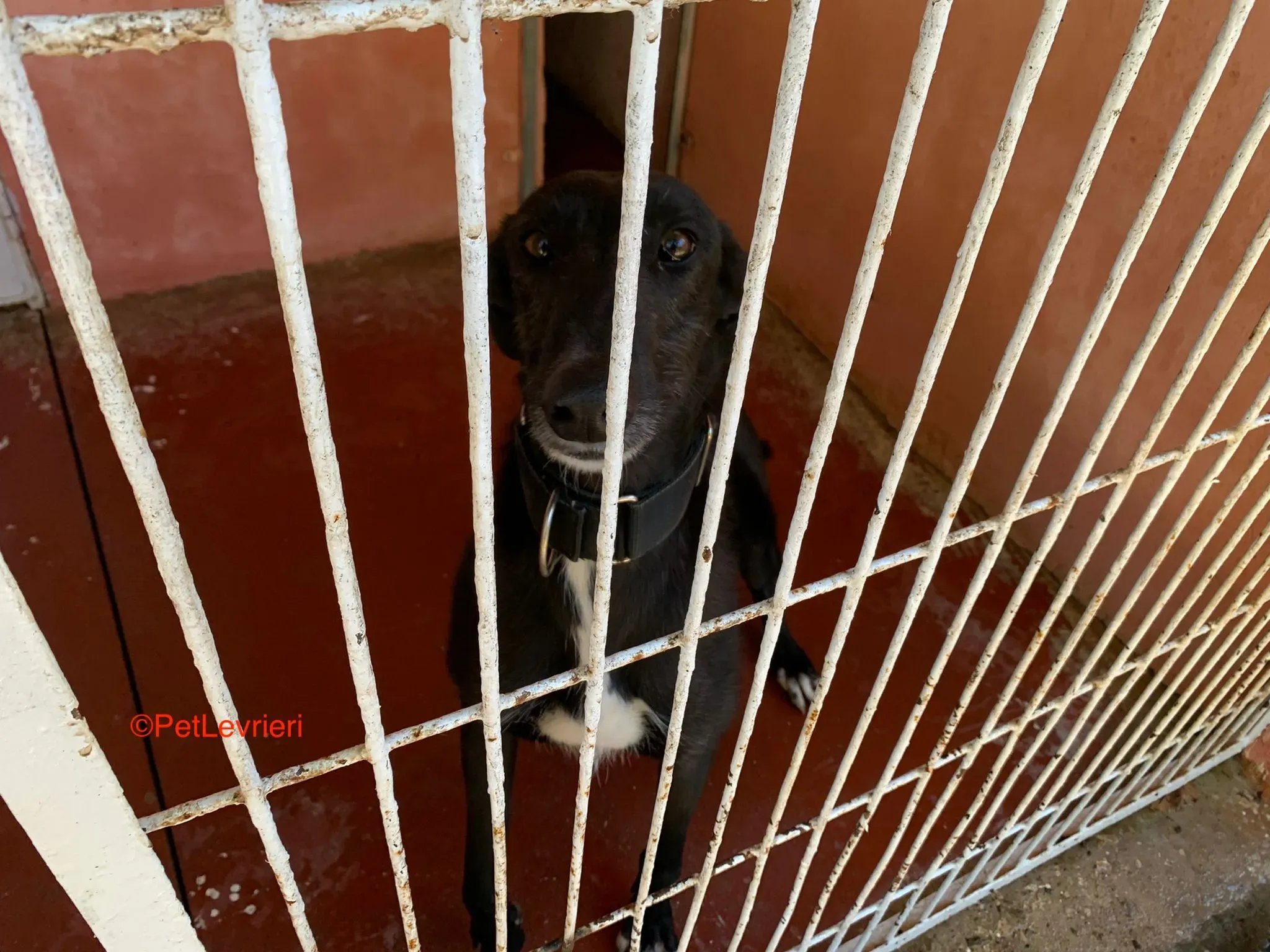 Fulgencio adozione levrieri galgo 2