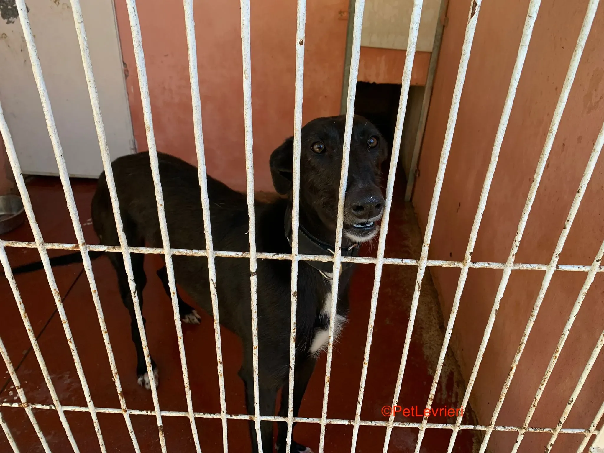 Fulgencio adozione levrieri galgo 3