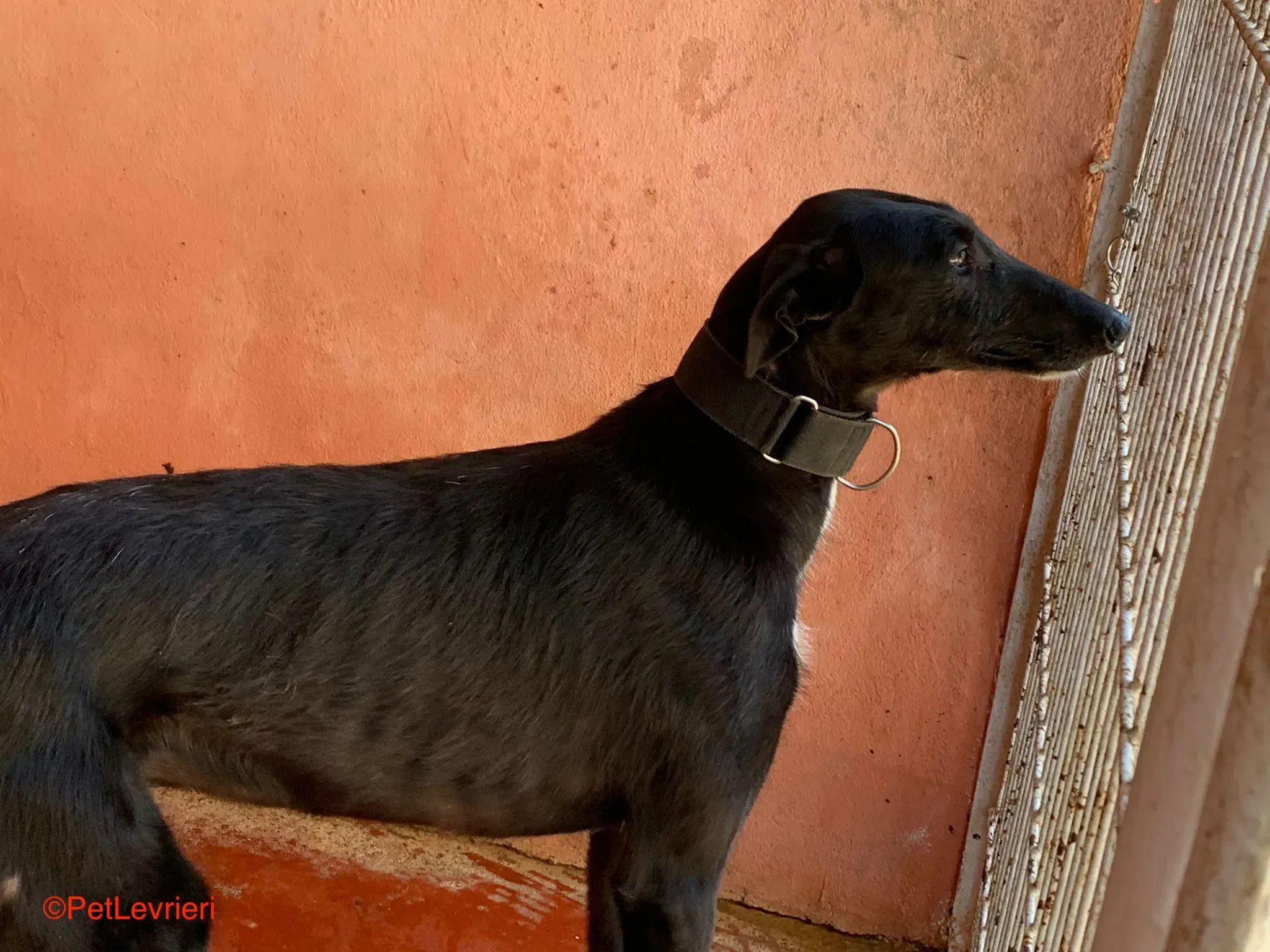 Fulgencio adozione levrieri galgo 7