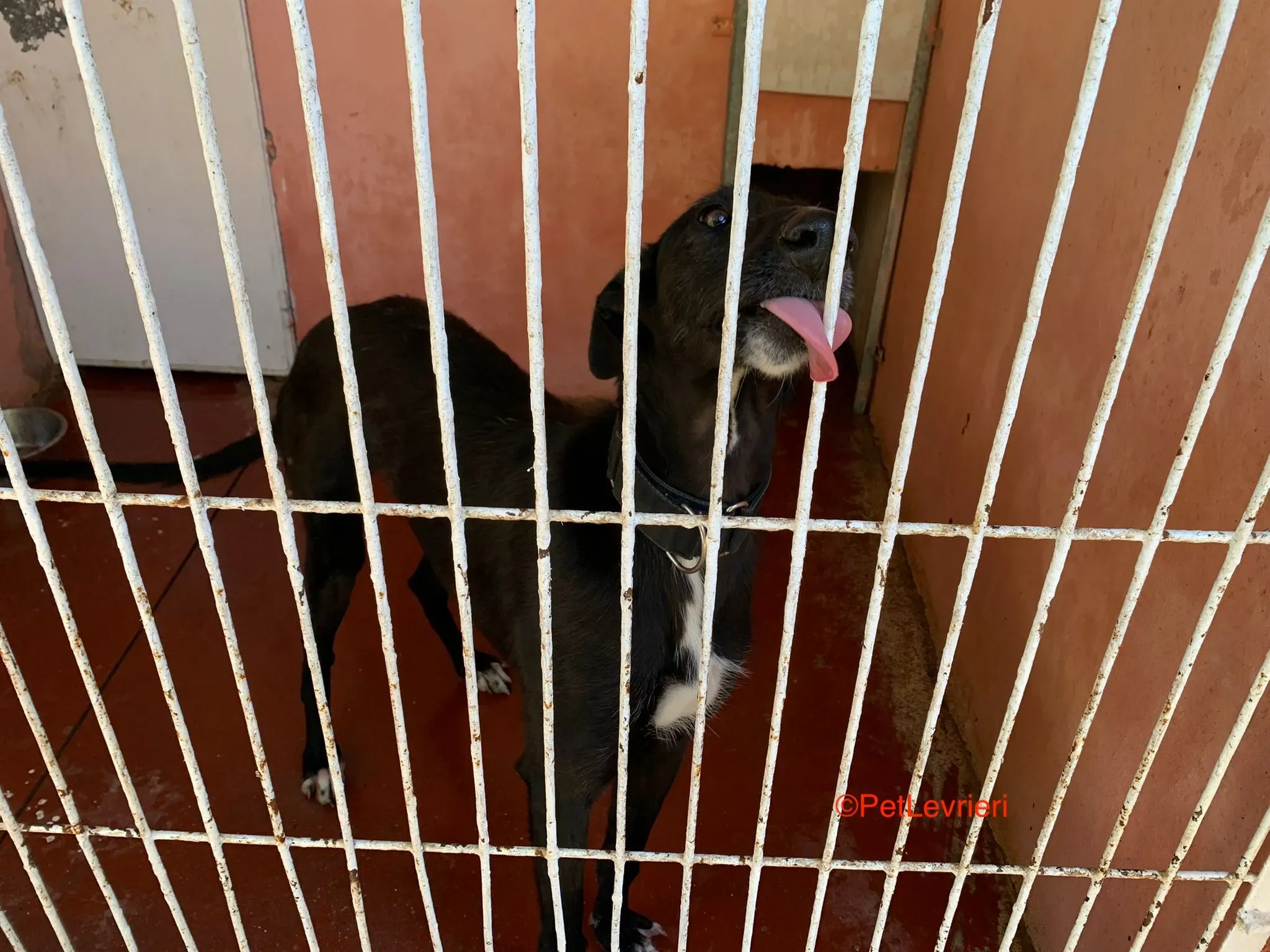 Fulgencio adozione levrieri galgo 8