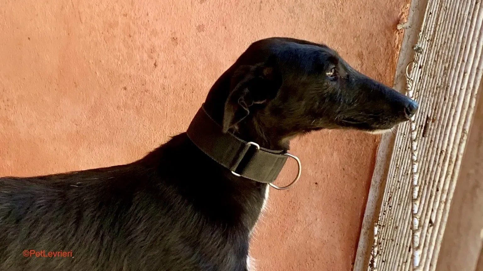 Fulgencio adozione levrieri galgo 9