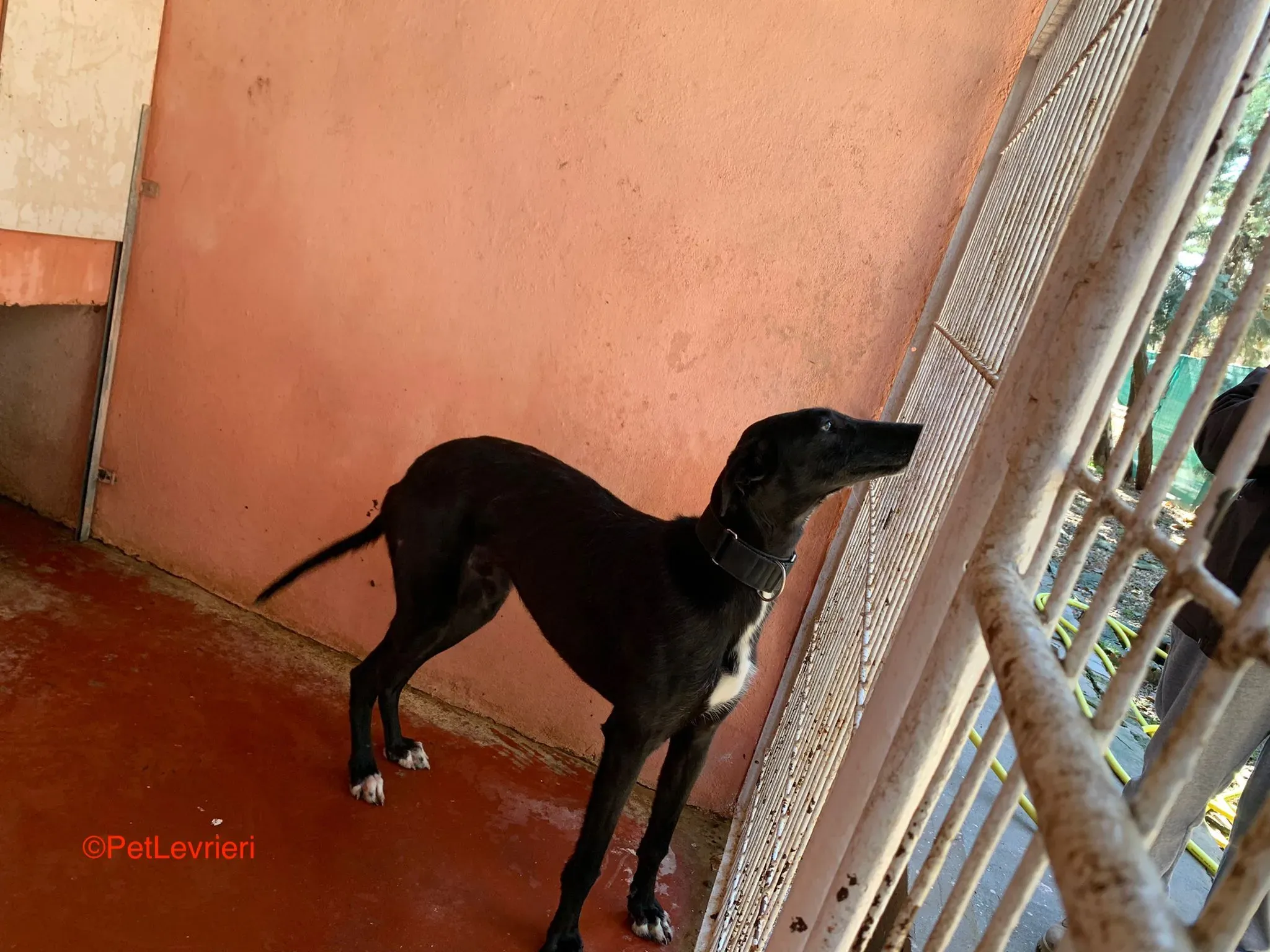 Fulgencio adozione levrieri galgo. 4