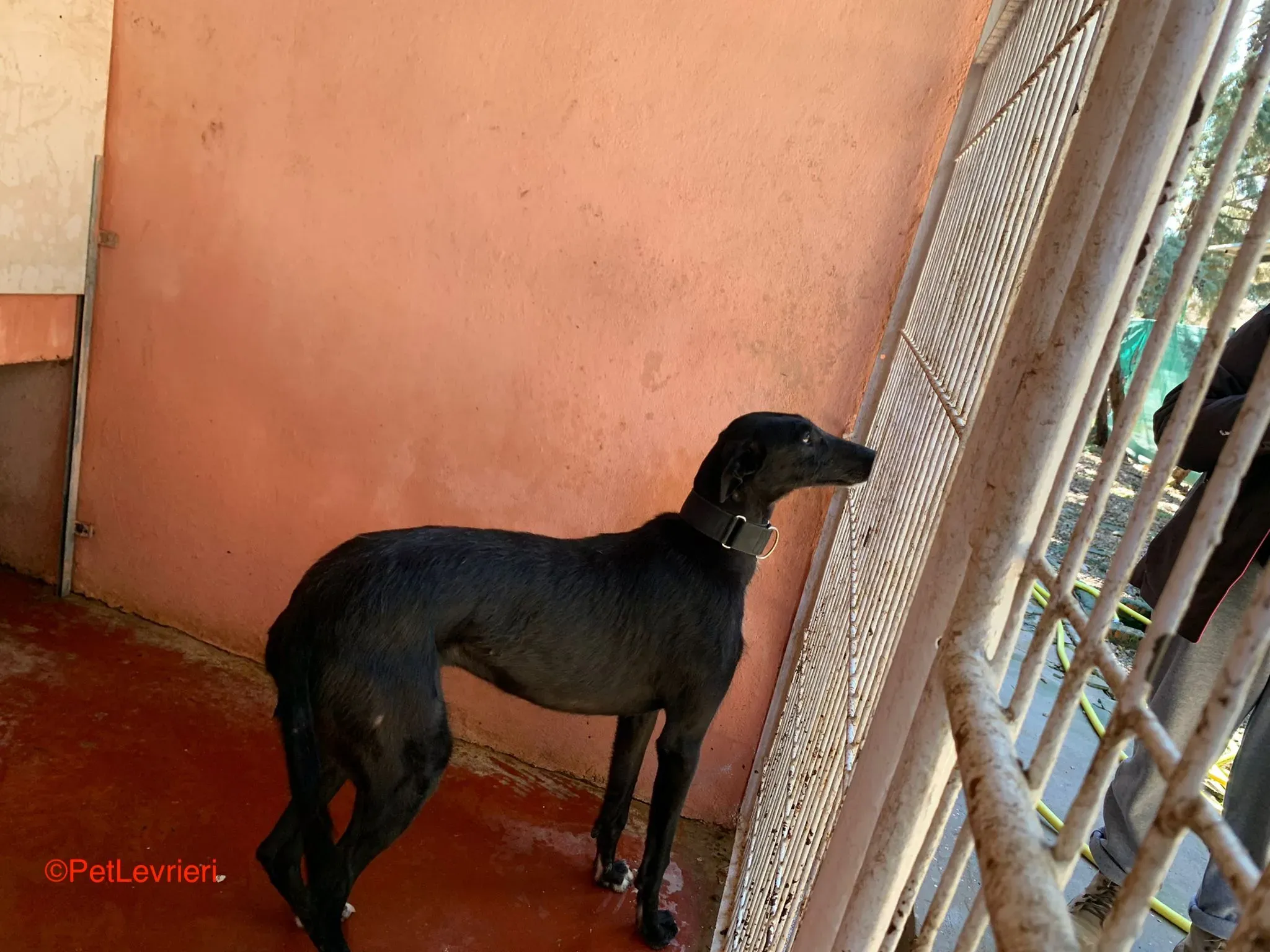 Fulgencio.adozione levrieri galgo 1jpg