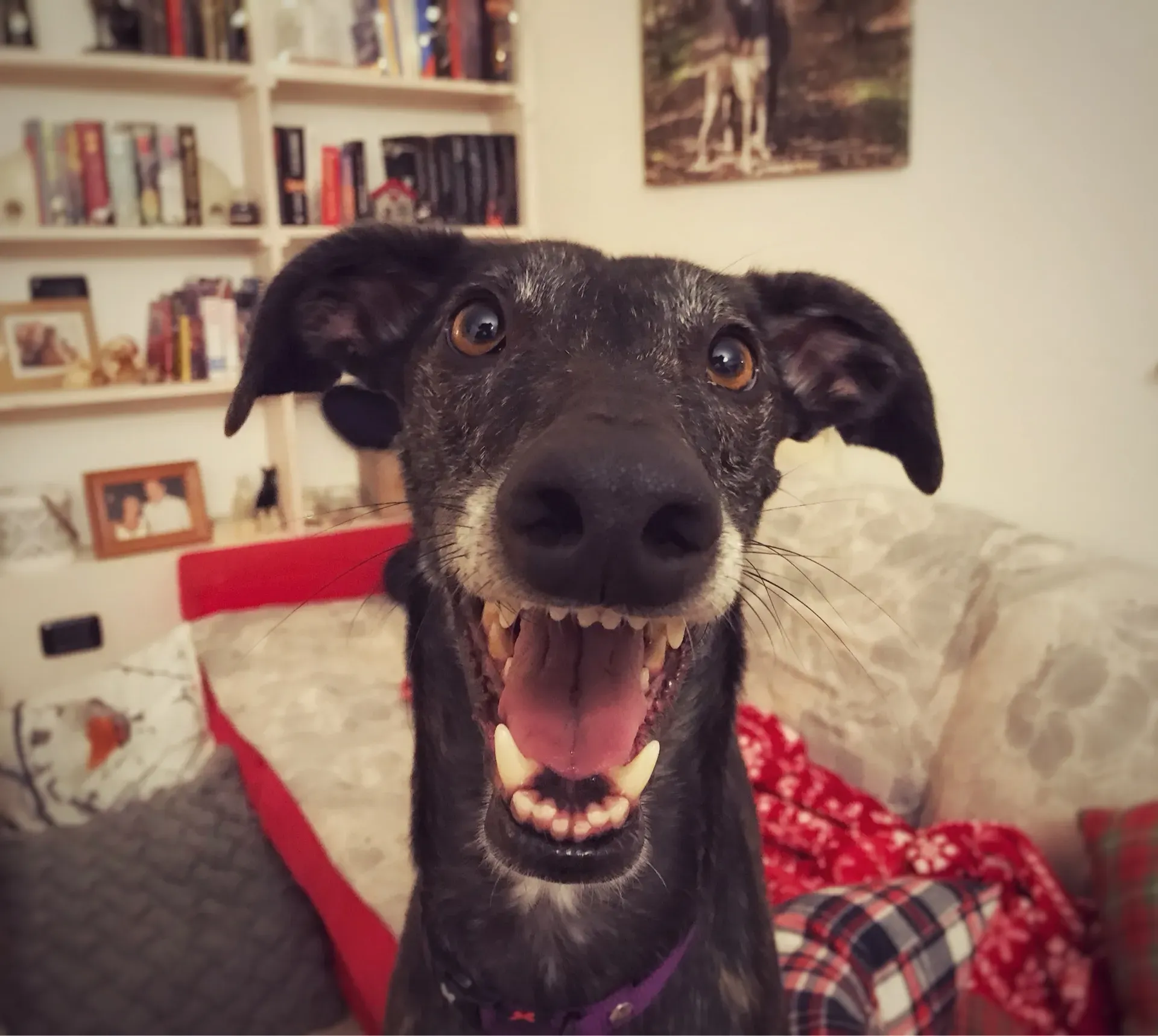 FullSizeRender 06 08 18 21 50 4 1