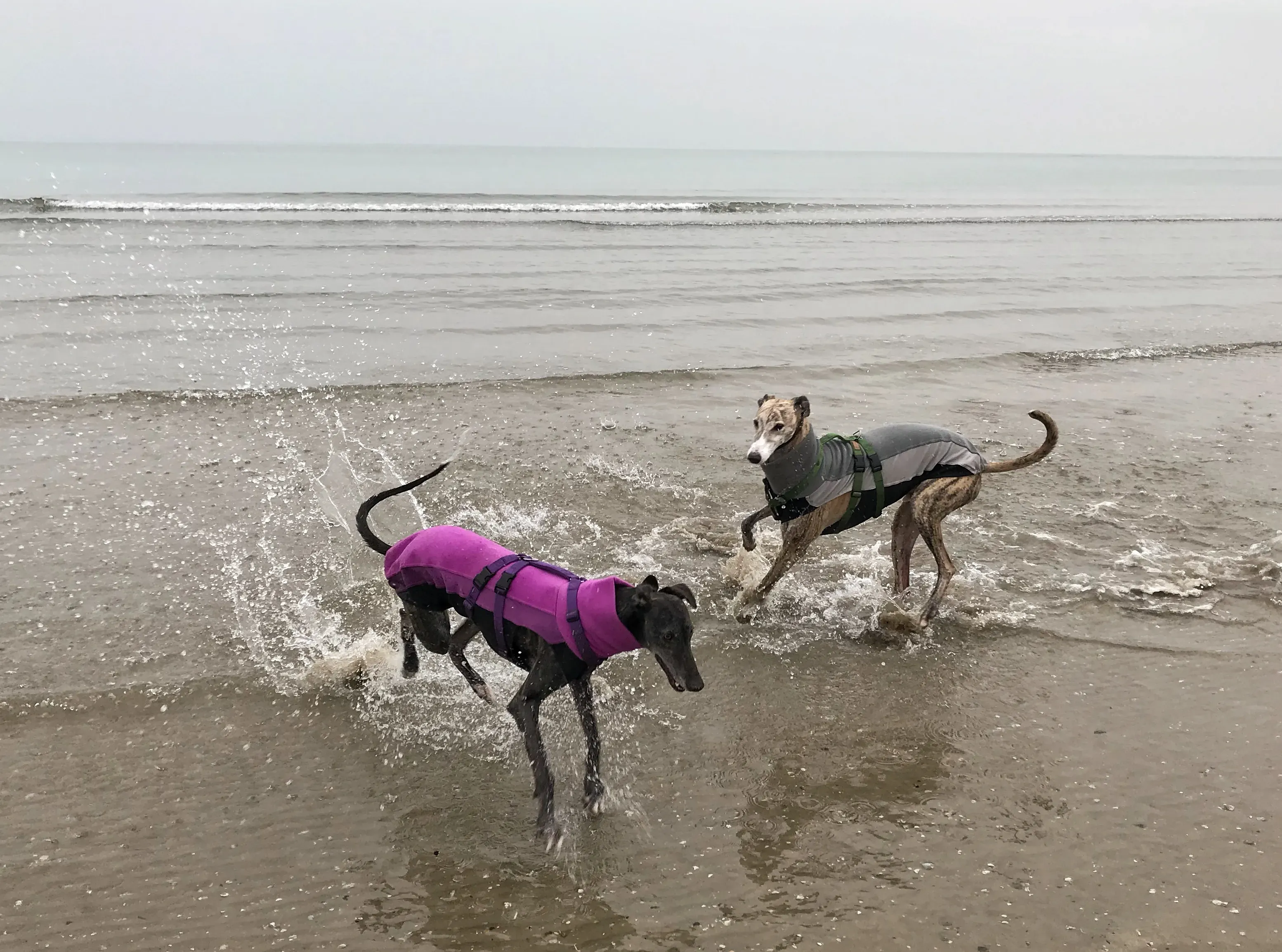 FullSizeRender 06 08 18 21 58 3