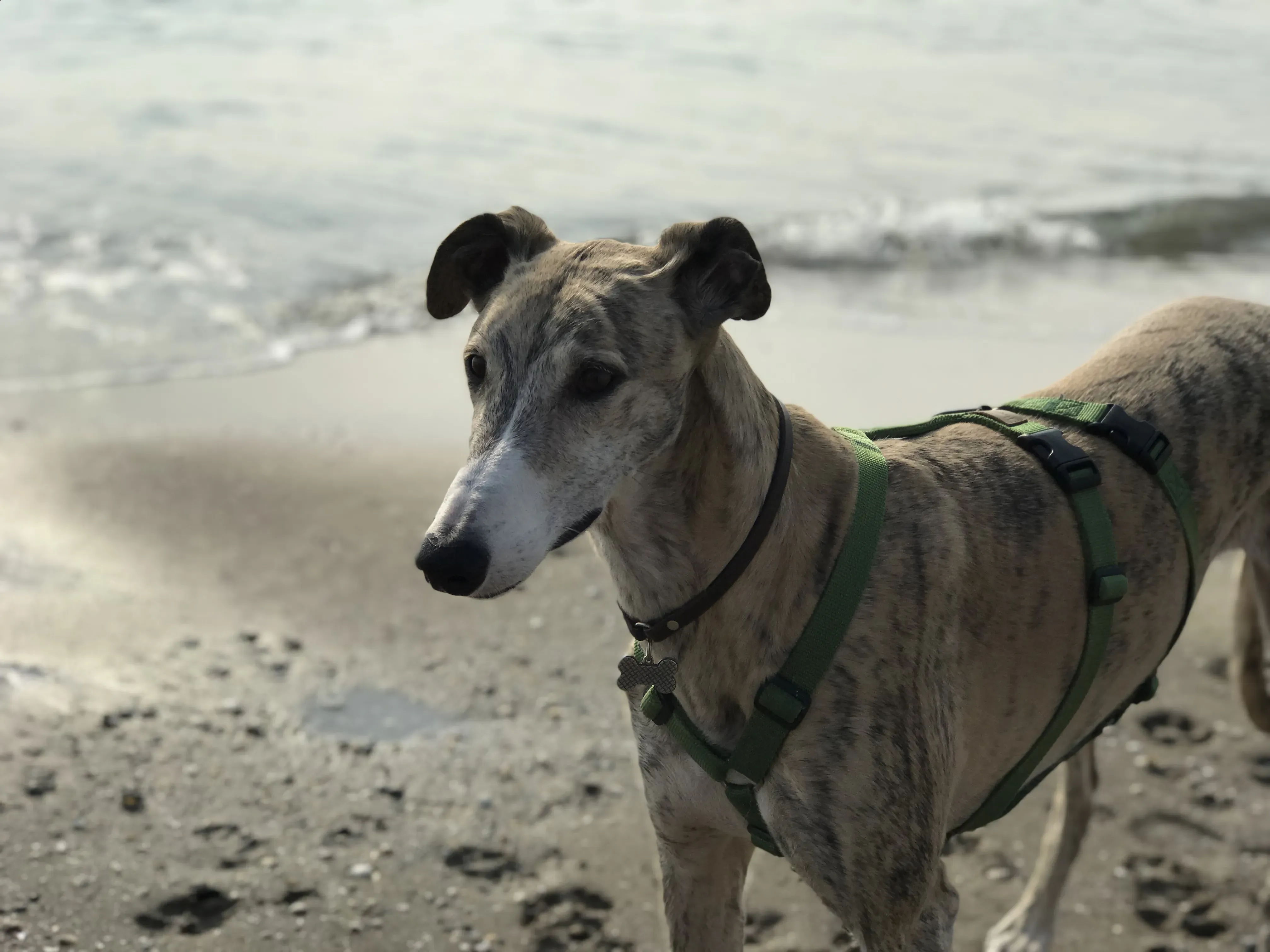 FullSizeRender 06 08 18 21 58 4