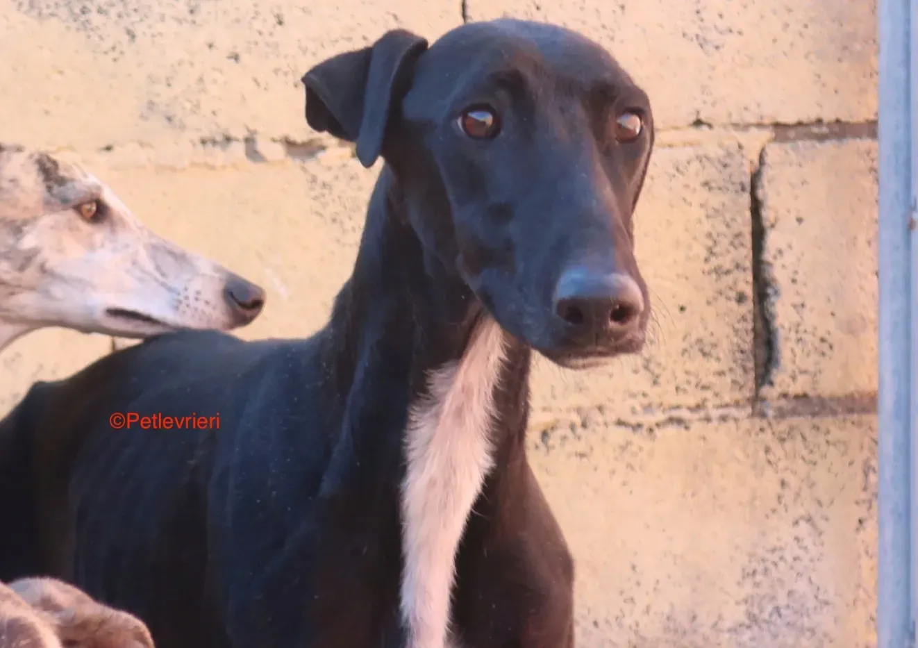 Futuro adozione levrieri galgo 1