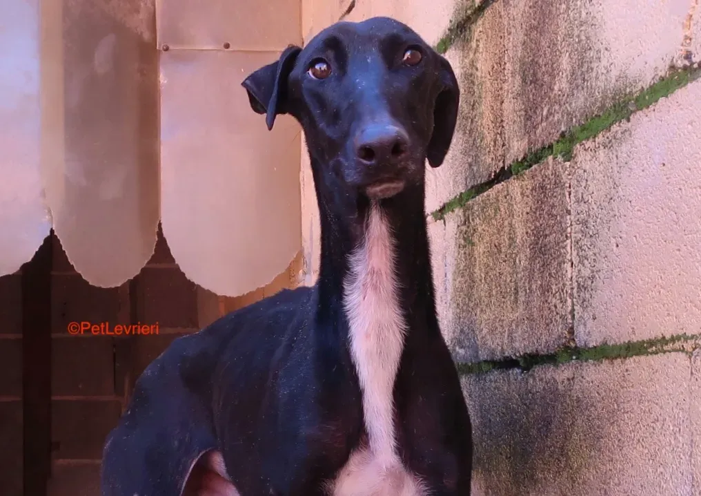 Futuro adozione levrieri galgo 10