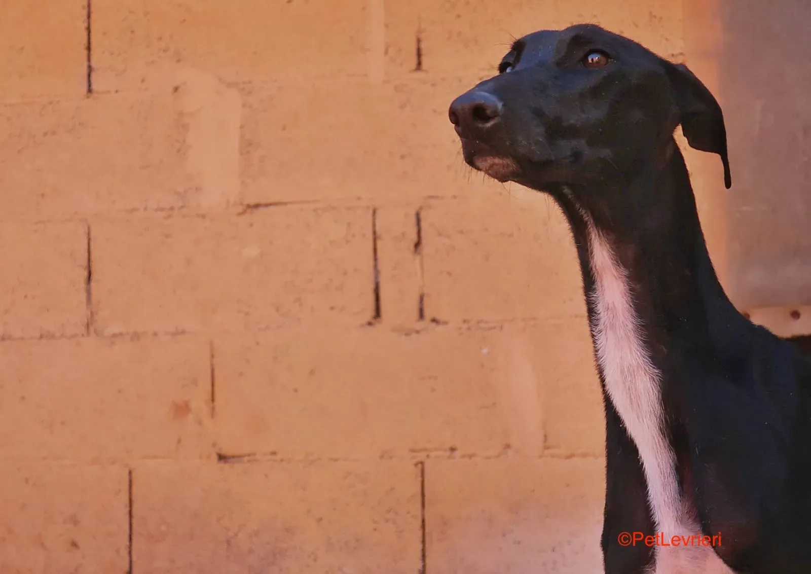Futuro adozione levrieri galgo 12
