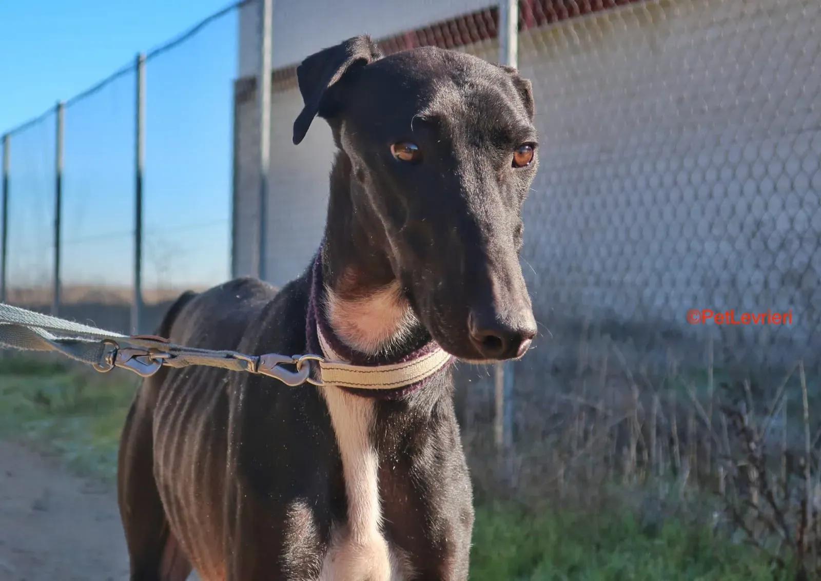 Futuro adozione levrieri galgo 13