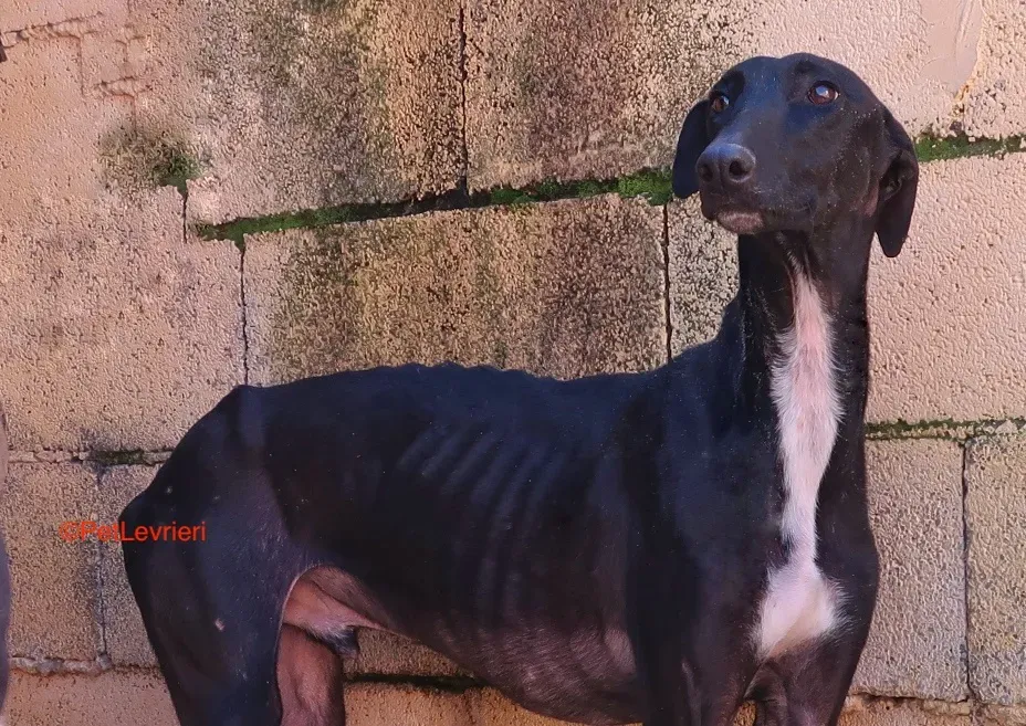 Futuro adozione levrieri galgo 14