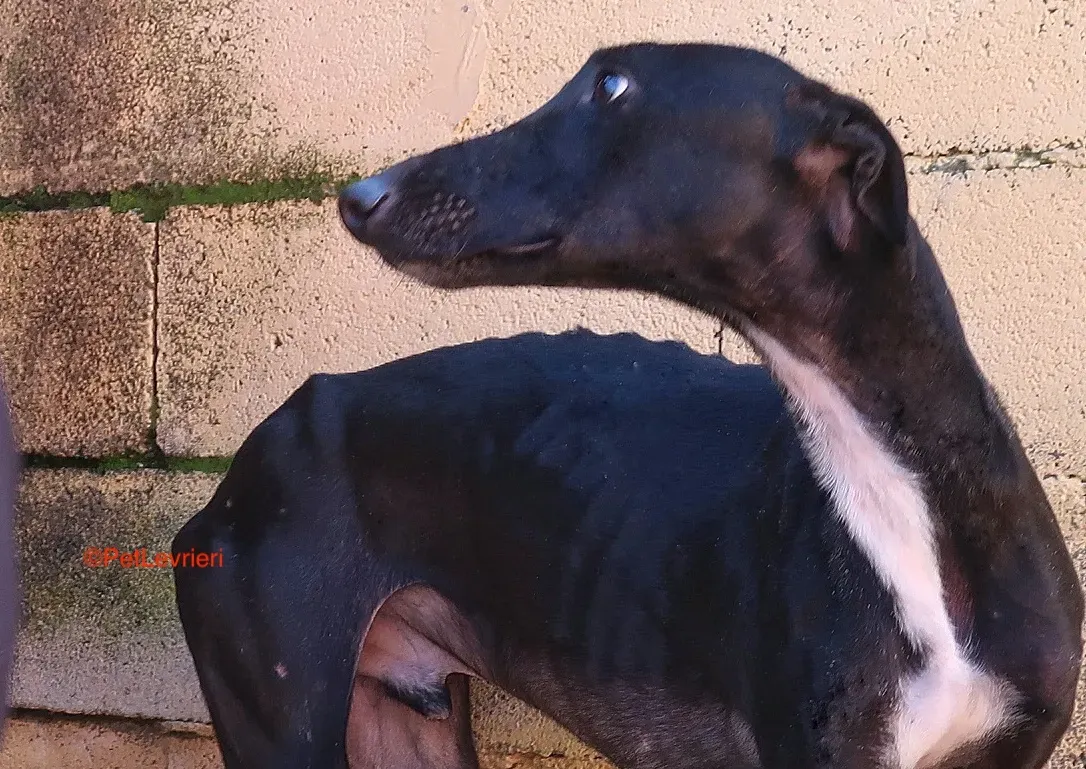 Futuro adozione levrieri galgo 15