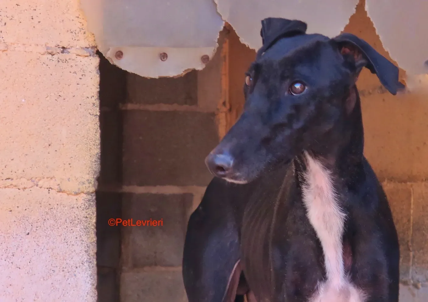 Futuro adozione levrieri galgo 16