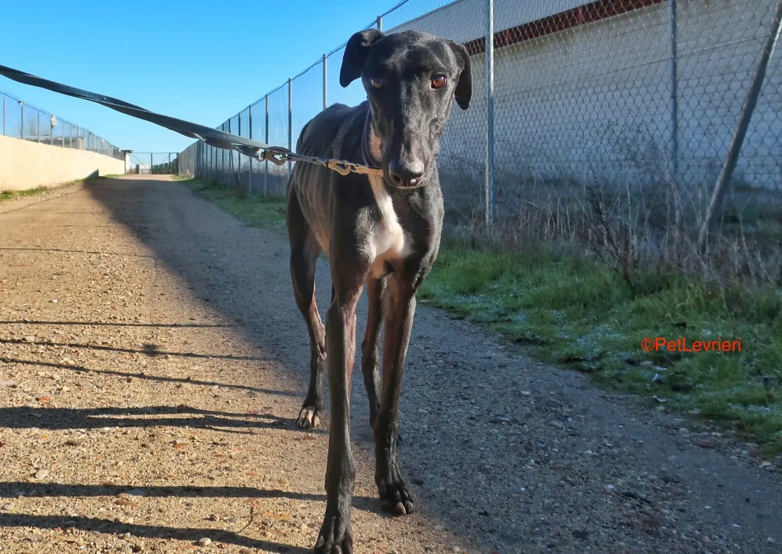 Futuro adozione levrieri galgo 17