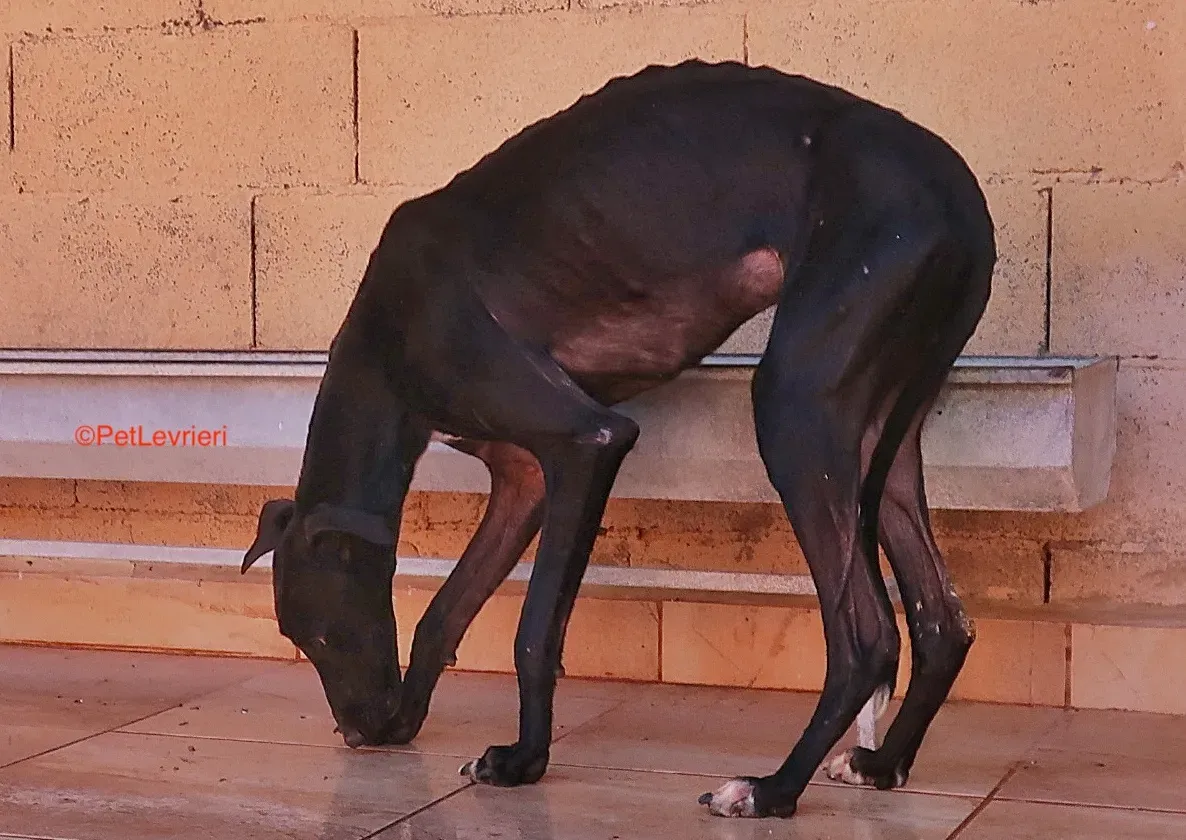 Futuro adozione levrieri galgo 18