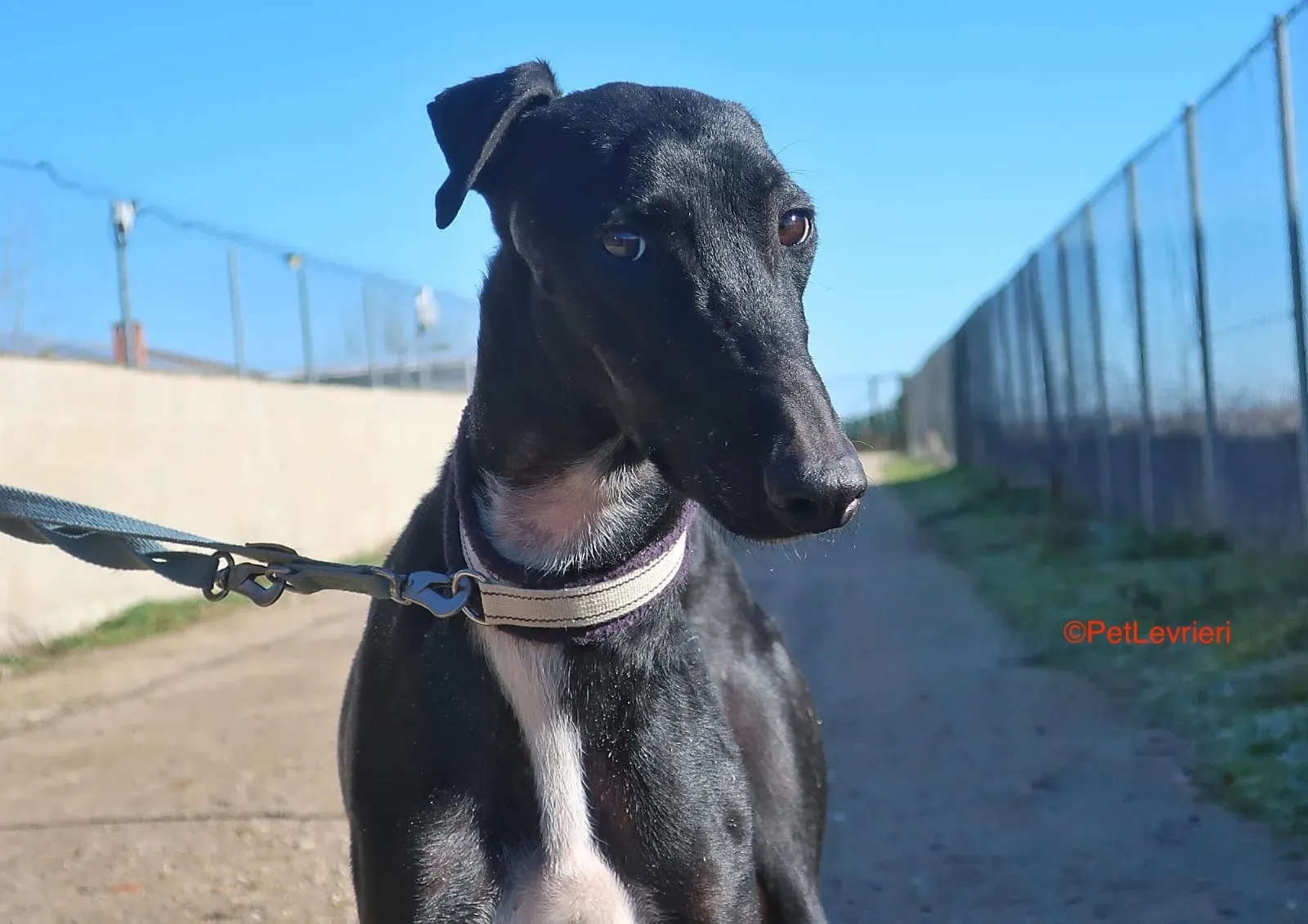 Futuro adozione levrieri galgo 19