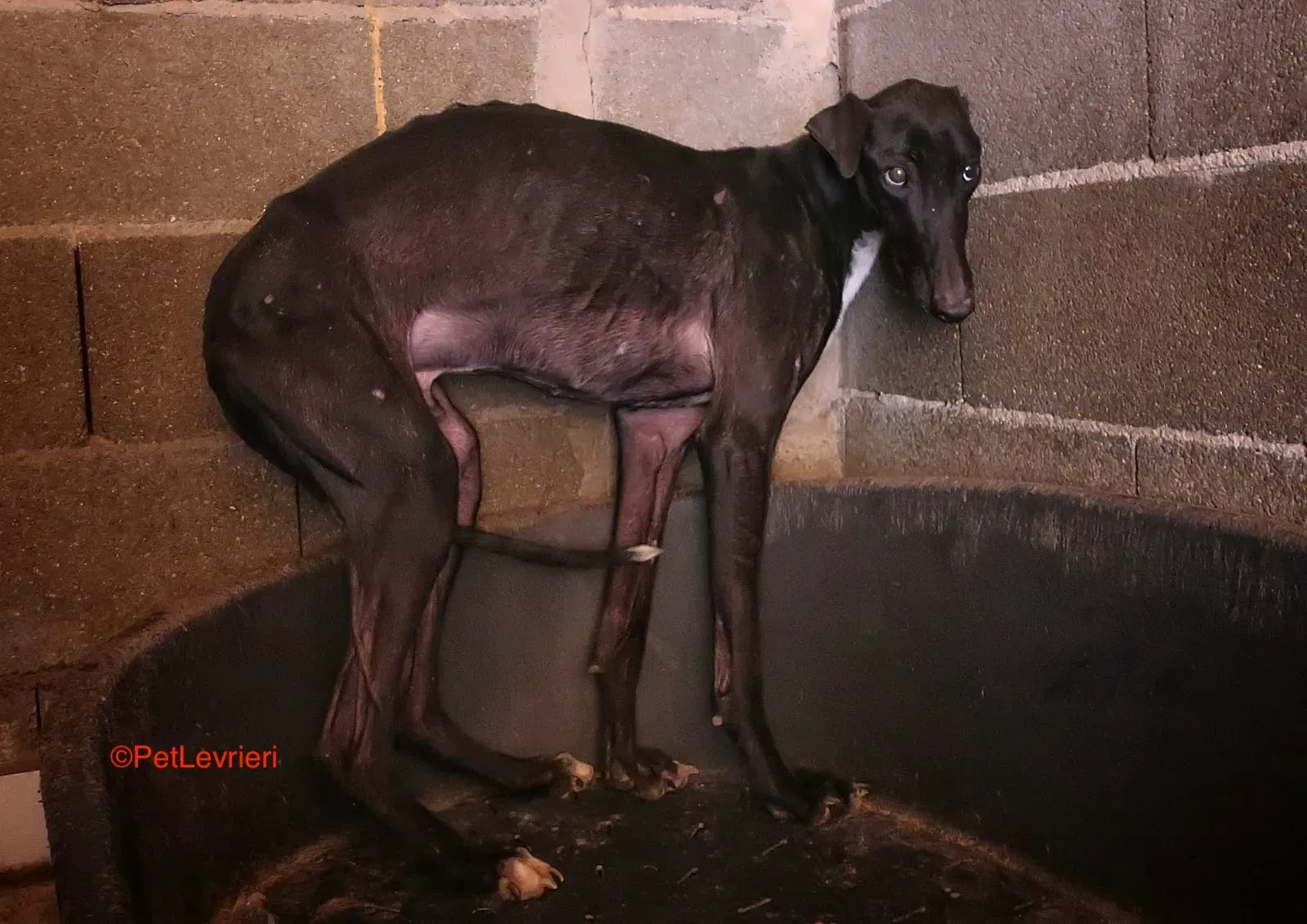 Futuro adozione levrieri galgo 2