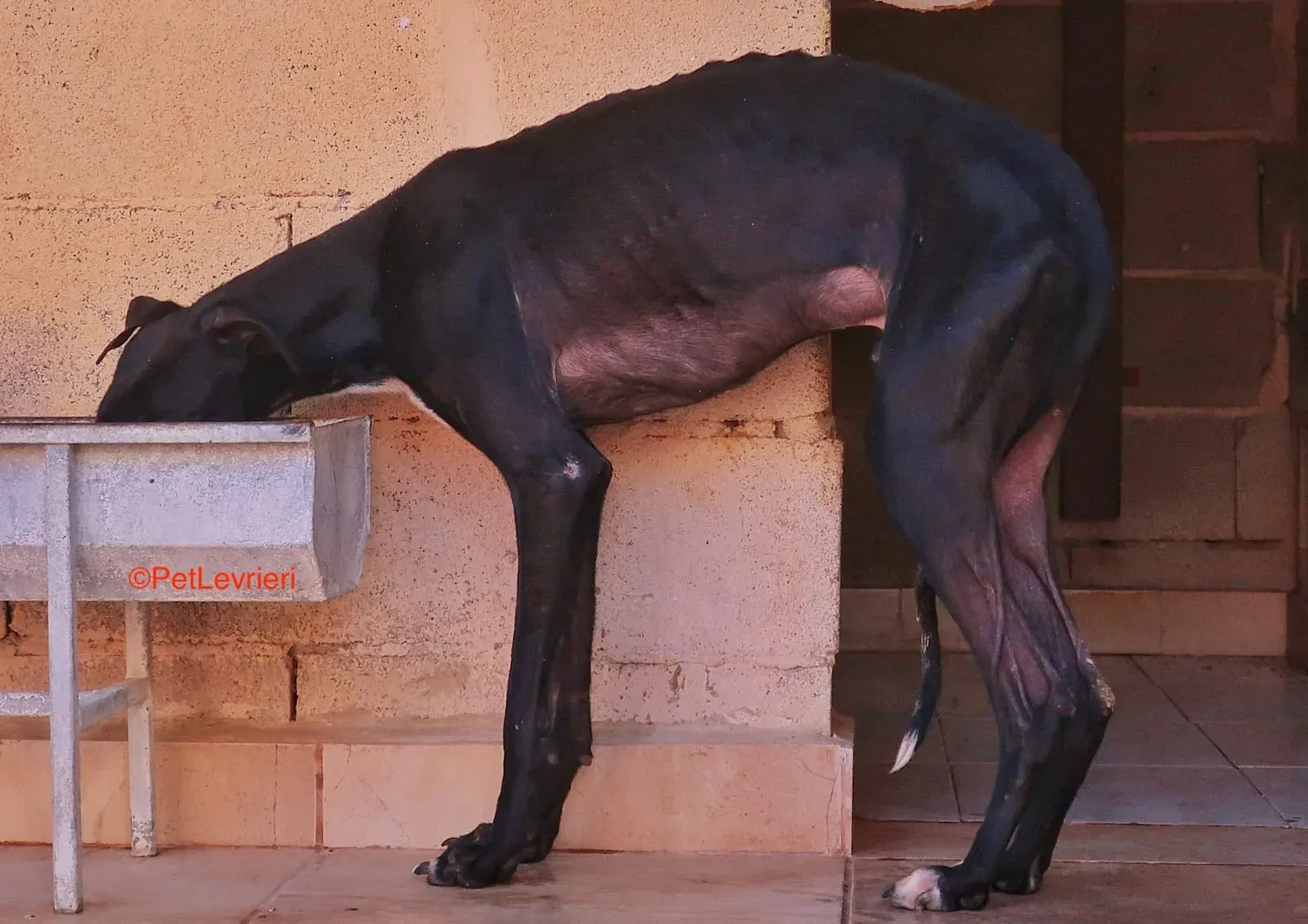 Futuro adozione levrieri galgo 20