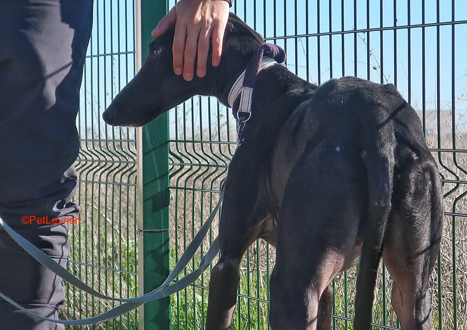Futuro adozione levrieri galgo 21