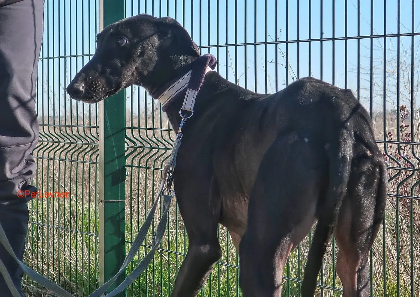 Futuro adozione levrieri galgo 22