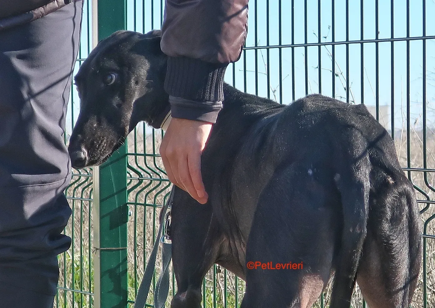 Futuro adozione levrieri galgo 23