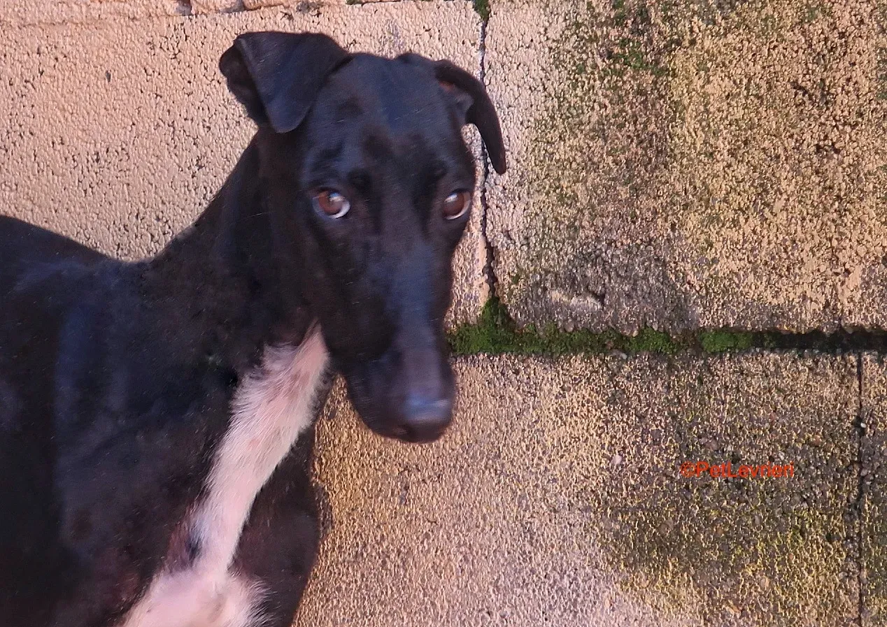 Futuro adozione levrieri galgo 3