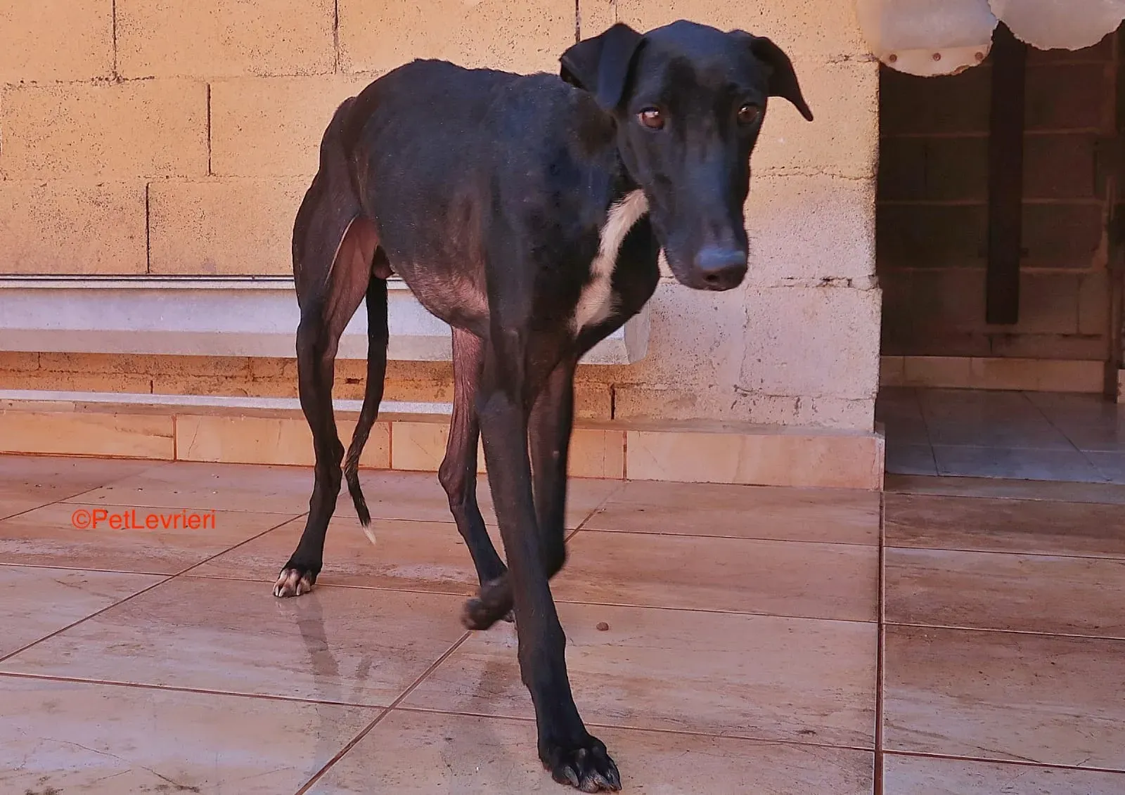Futuro adozione levrieri galgo 4