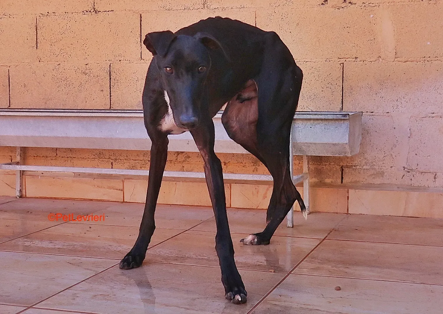 Futuro adozione levrieri galgo 5