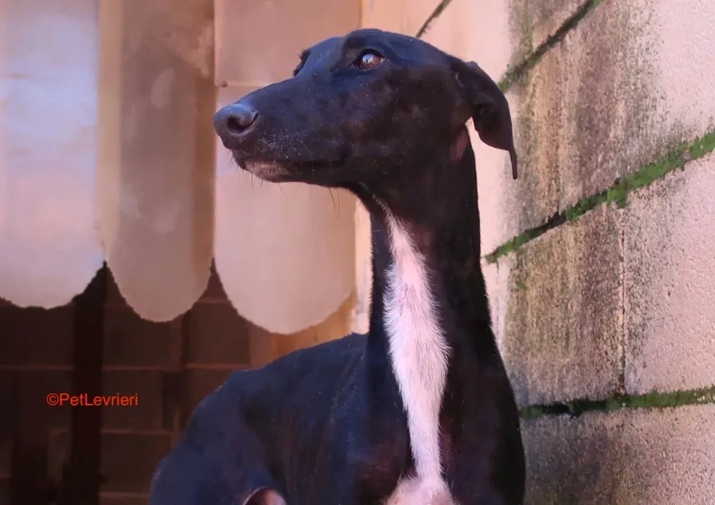 Futuro adozione levrieri galgo 6 copia