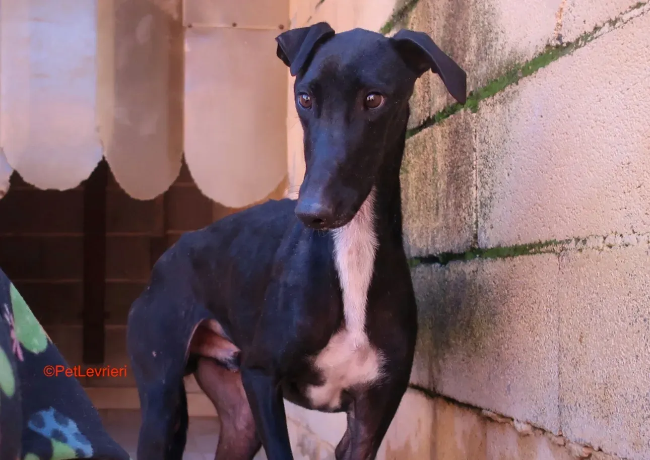 Futuro adozione levrieri galgo 6
