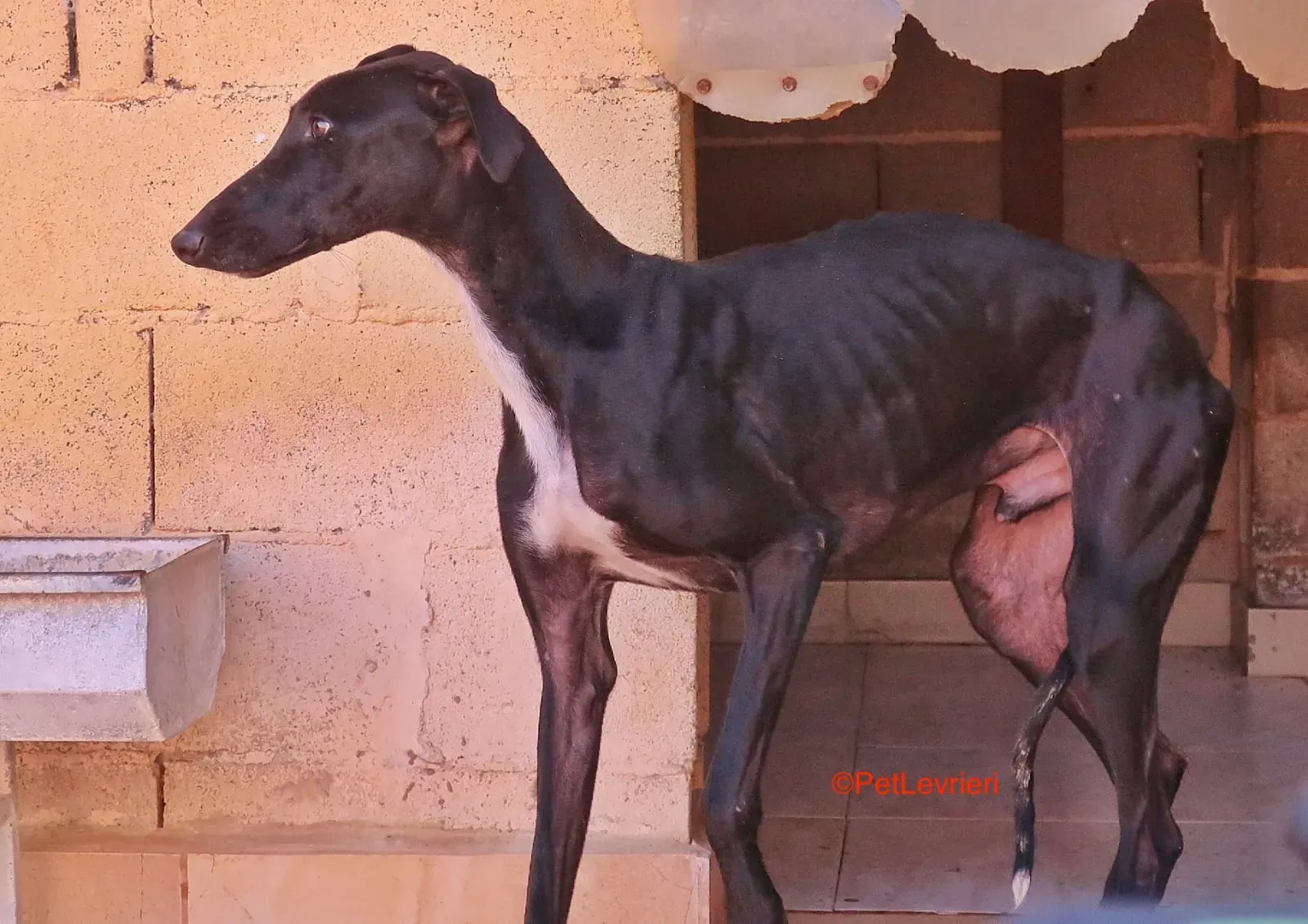 Futuro adozione levrieri galgo 7