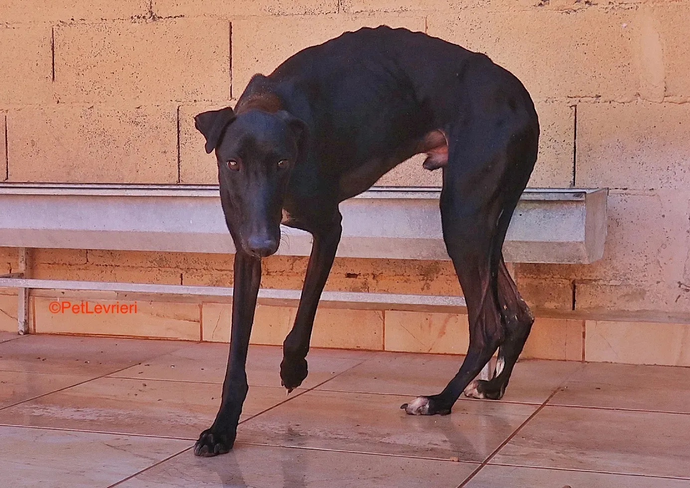 Futuro adozione levrieri galgo 8