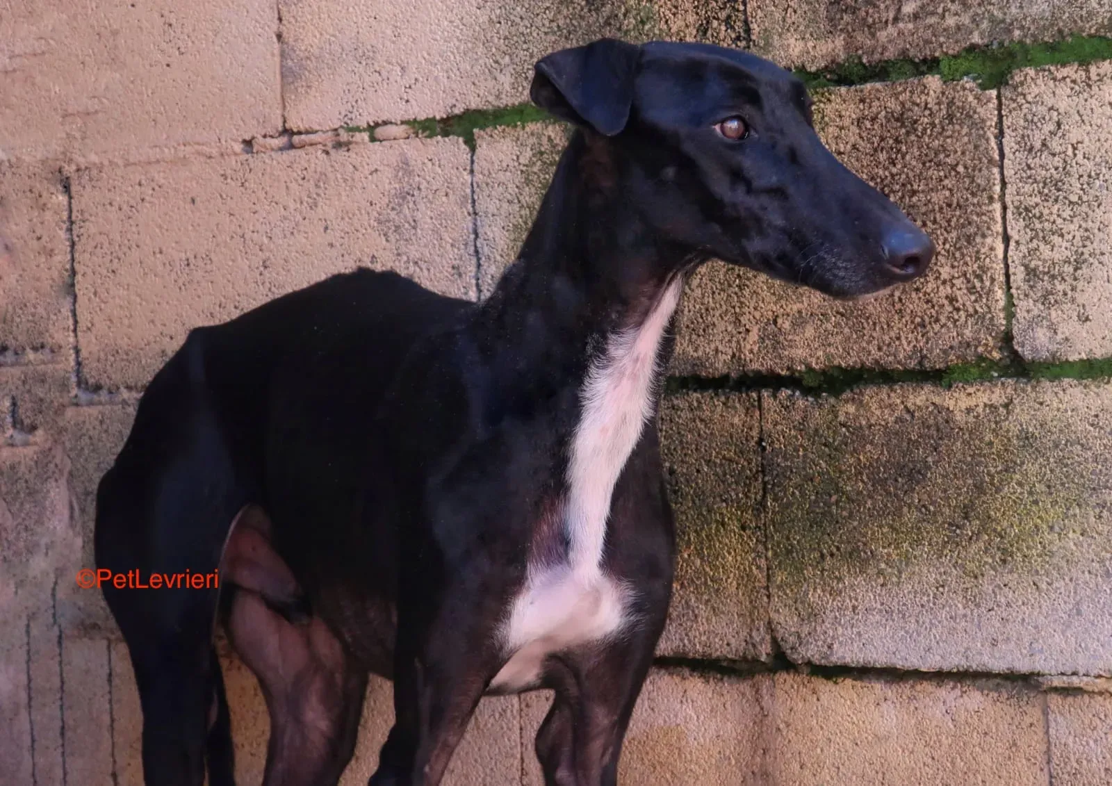 Futuro adozione levrieri galgo 9