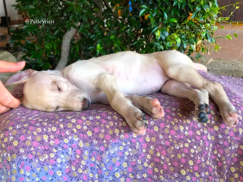 GAIA galgo adozione levrieri 1