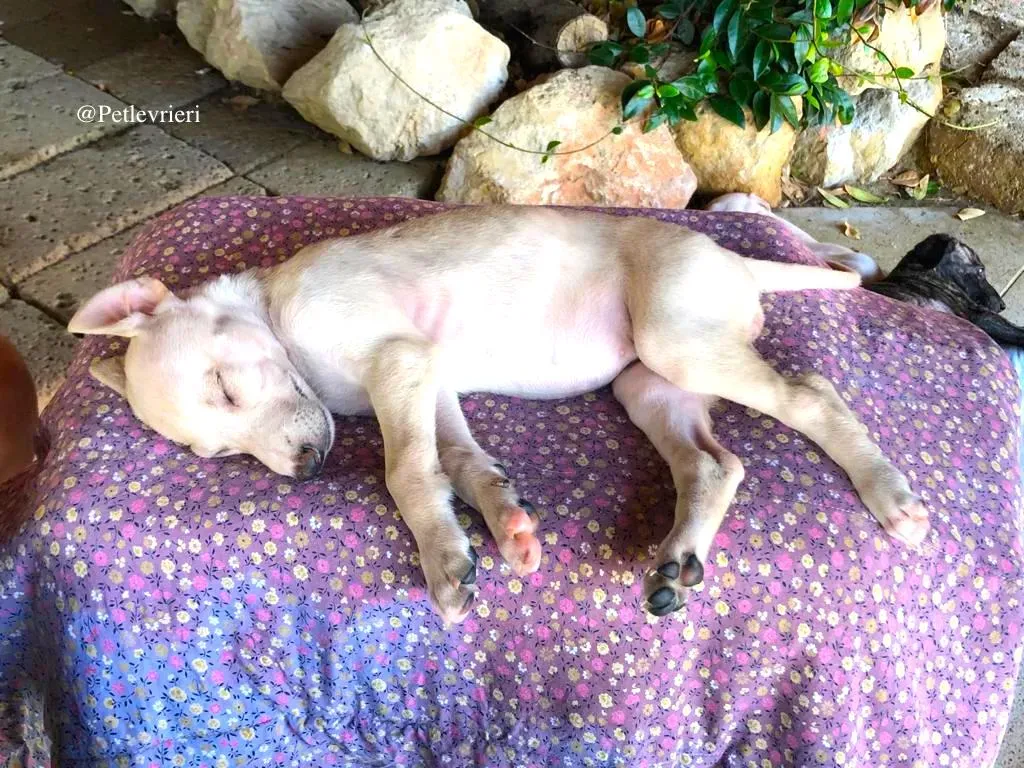 GAIA galgo adozione levrieri 2