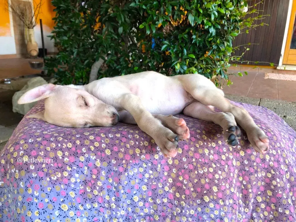 GAIA galgo adozione levrieri 3