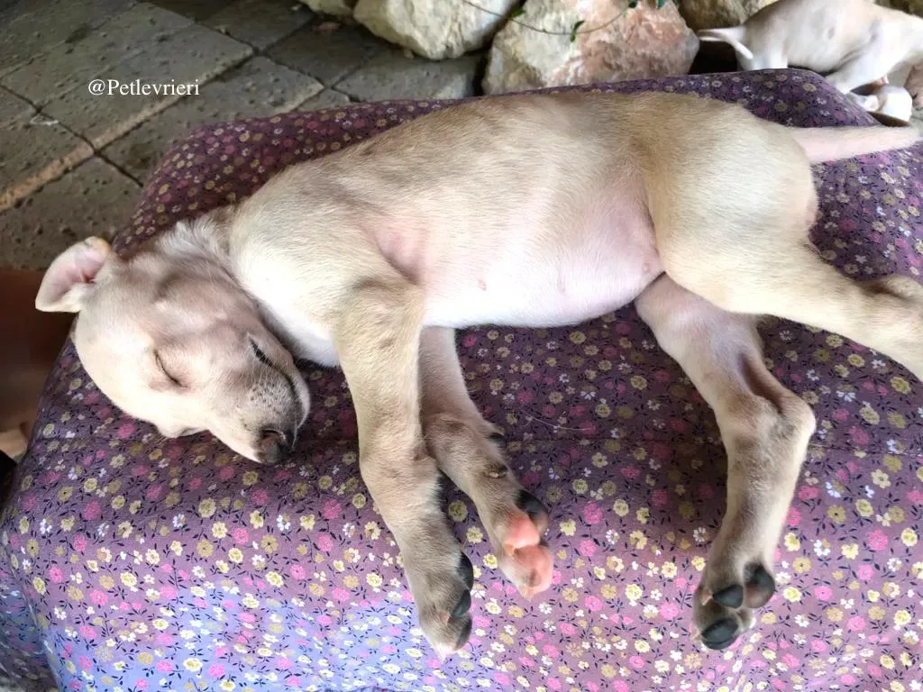 GAIA galgo adozione levrieri 4