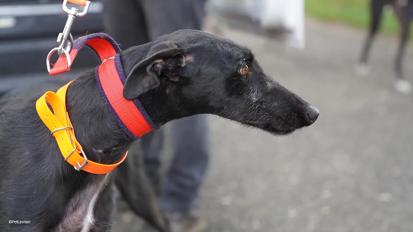 GALLO GALGO NERO PELO RUVIDO ARRIVO 01