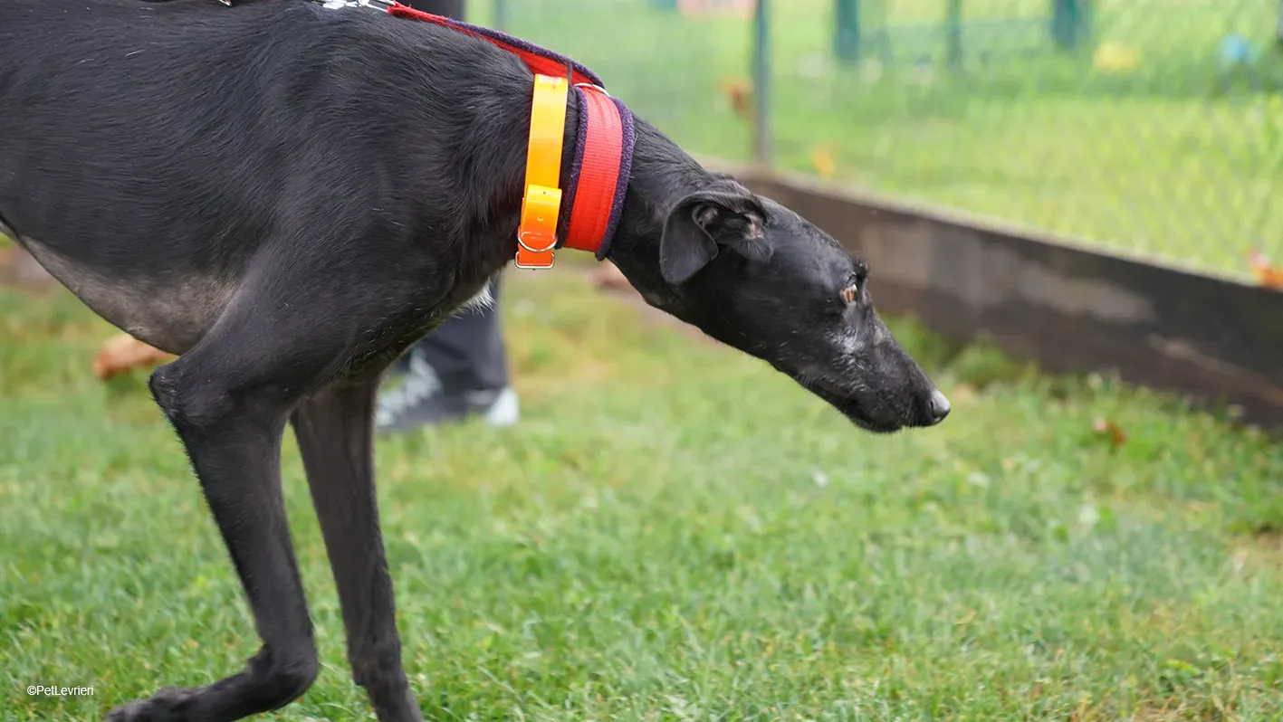 GALLO GALGO NERO PELO RUVIDO ARRIVO 02