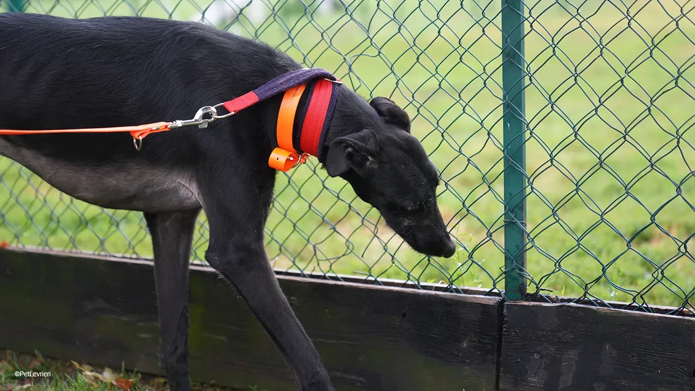 GALLO GALGO NERO PELO RUVIDO ARRIVO 03