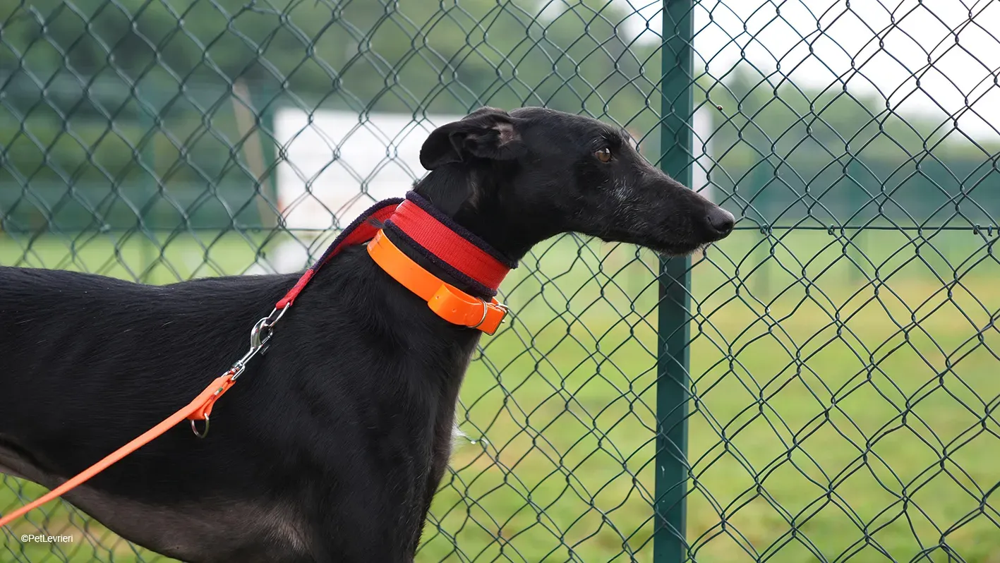 GALLO GALGO NERO PELO RUVIDO ARRIVO 04