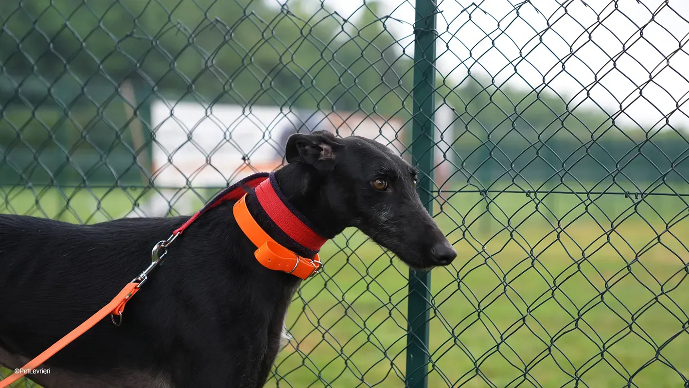 GALLO GALGO NERO PELO RUVIDO ARRIVO 05