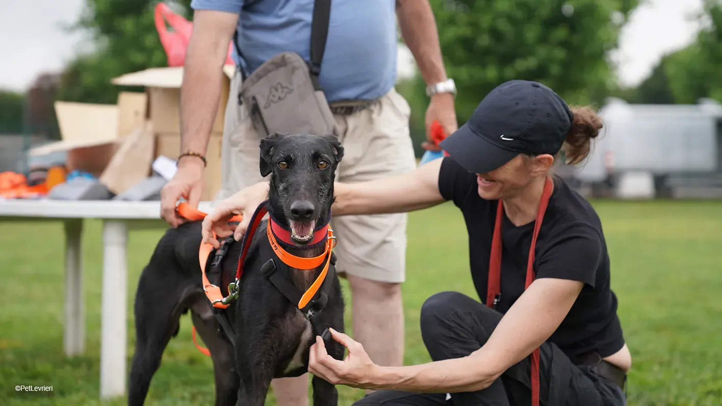 GALLO GALGO NERO PELO RUVIDO ARRIVO 06