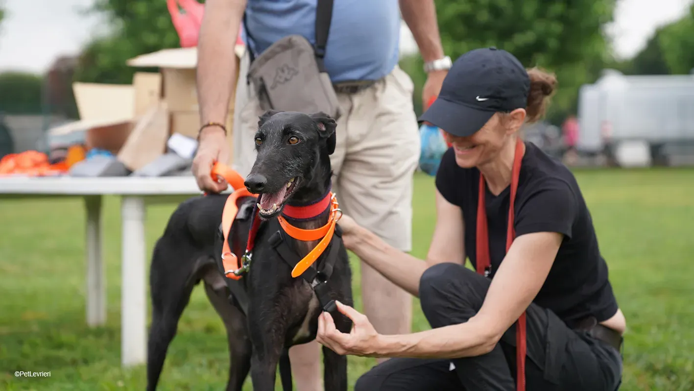 GALLO GALGO NERO PELO RUVIDO ARRIVO 07