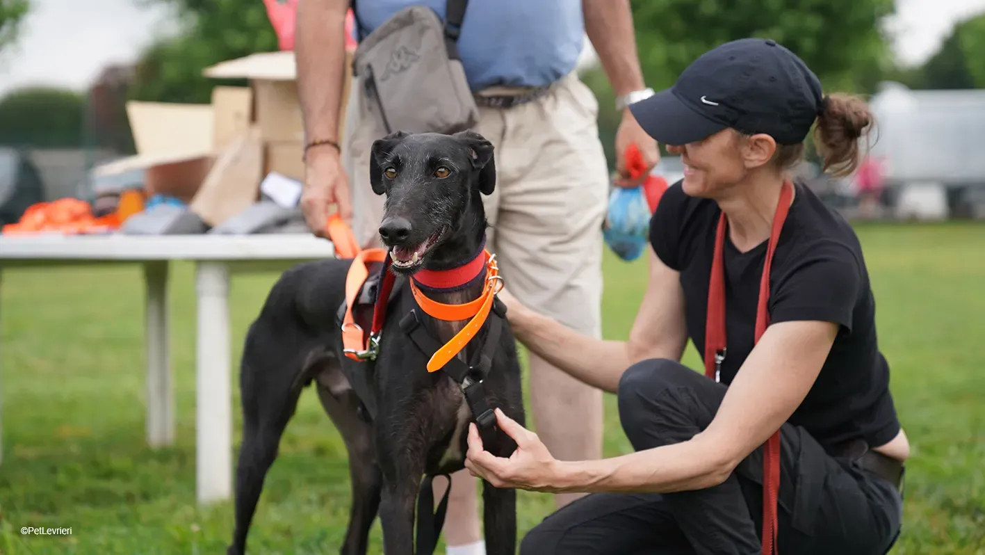 GALLO GALGO NERO PELO RUVIDO ARRIVO 08