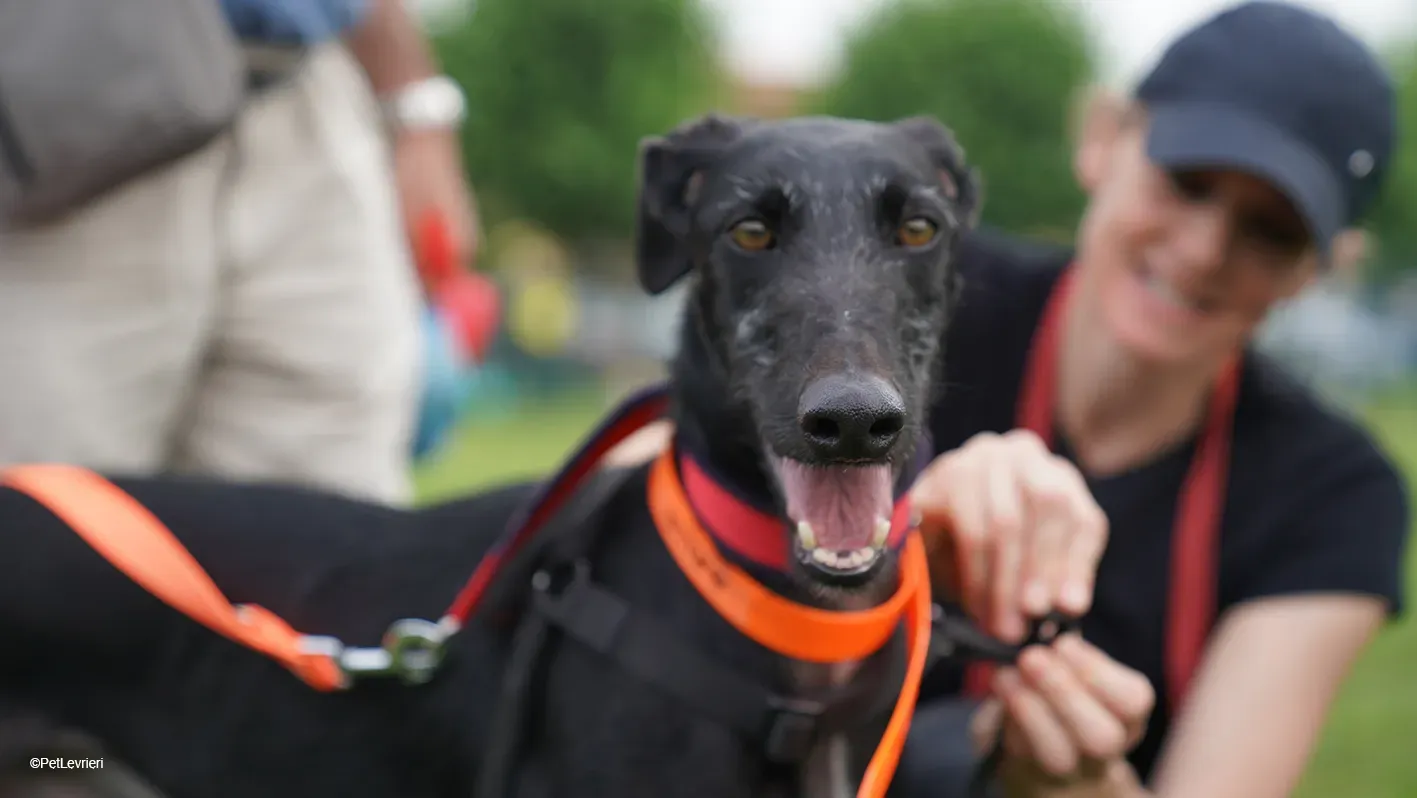 GALLO GALGO NERO PELO RUVIDO ARRIVO 09